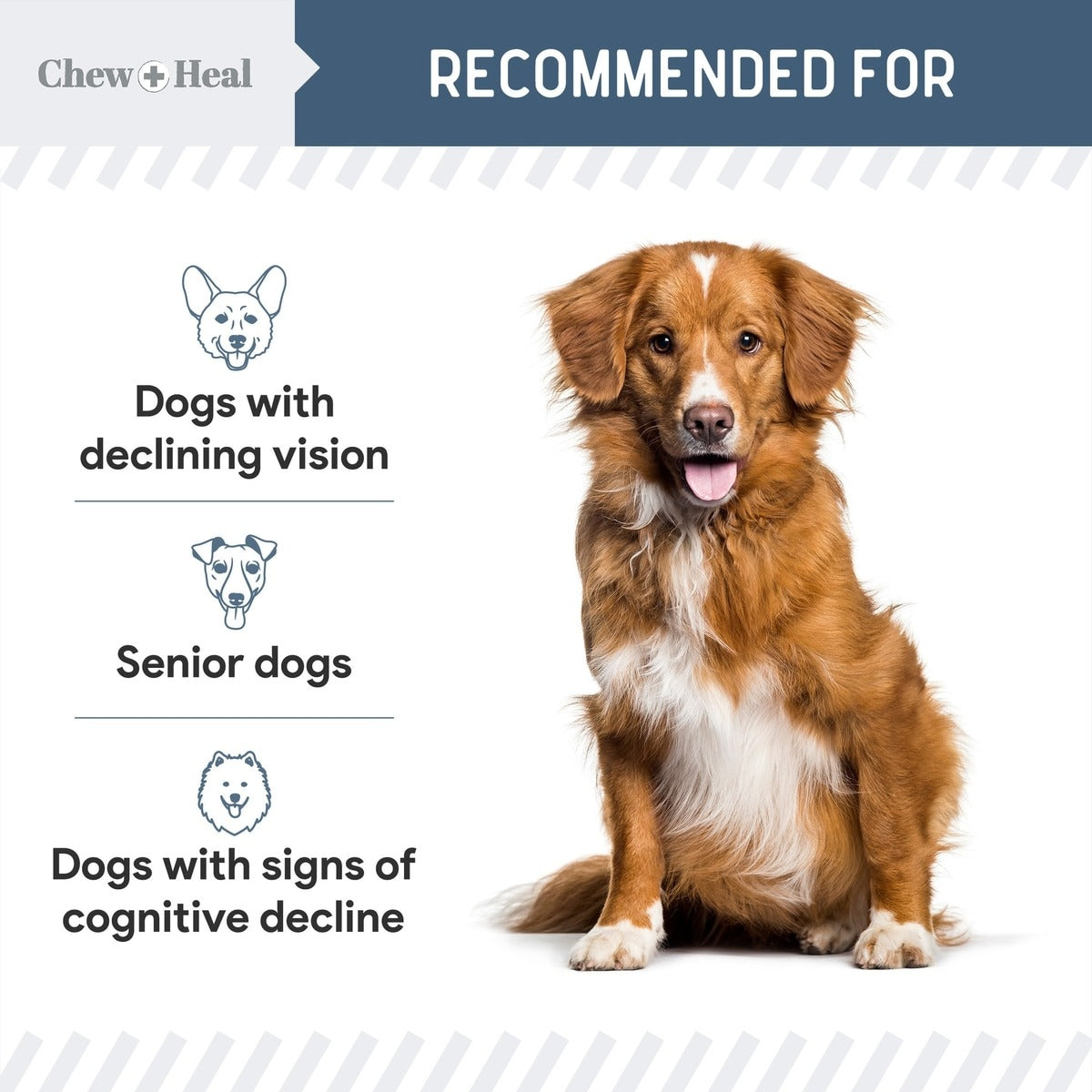 Senior Vision + Cognition Soft Chews Supplement for Senior Dogs