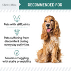 Green Lipped Mussel Powder Joint & Ligament Health Supplement for Dogs & Cats