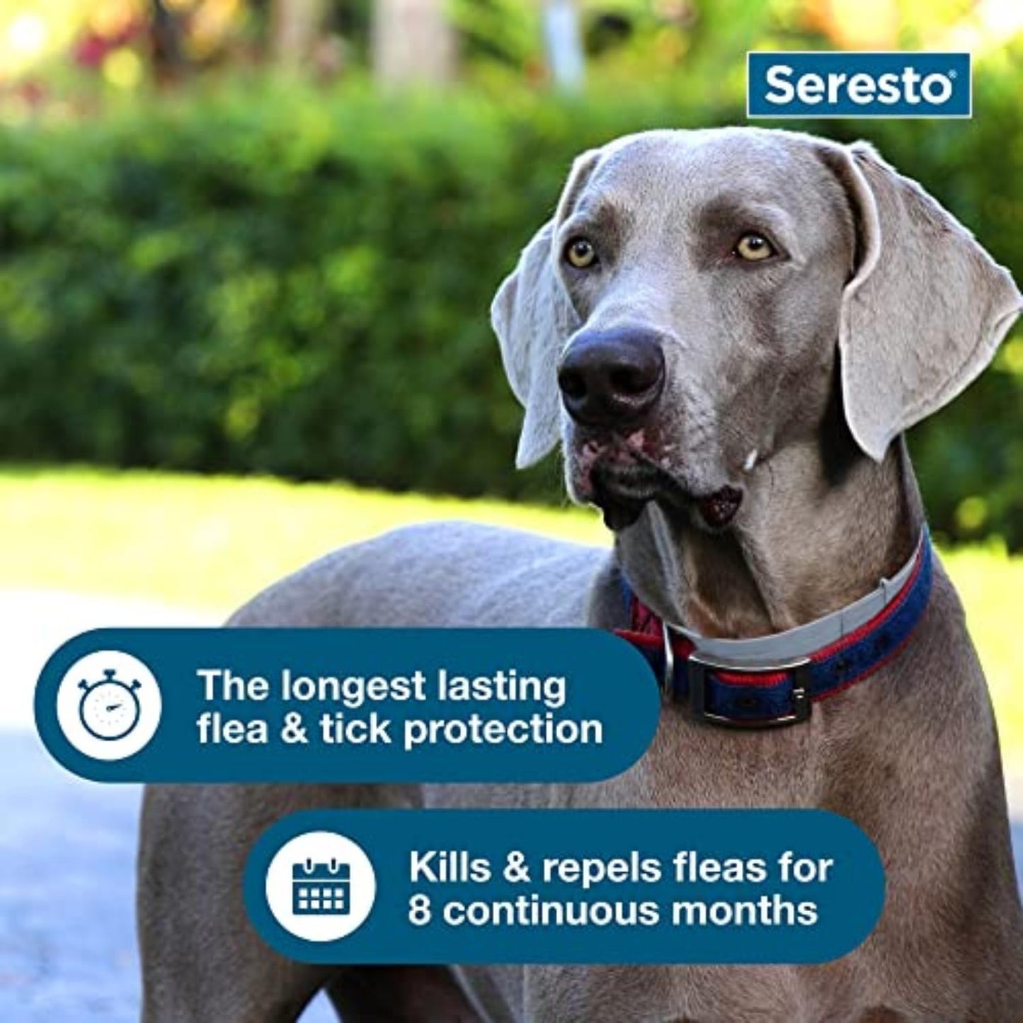 Seresto Large Dog Flea & Tick Treatment & Prevention Collar for Dogs Over 18 lbs.