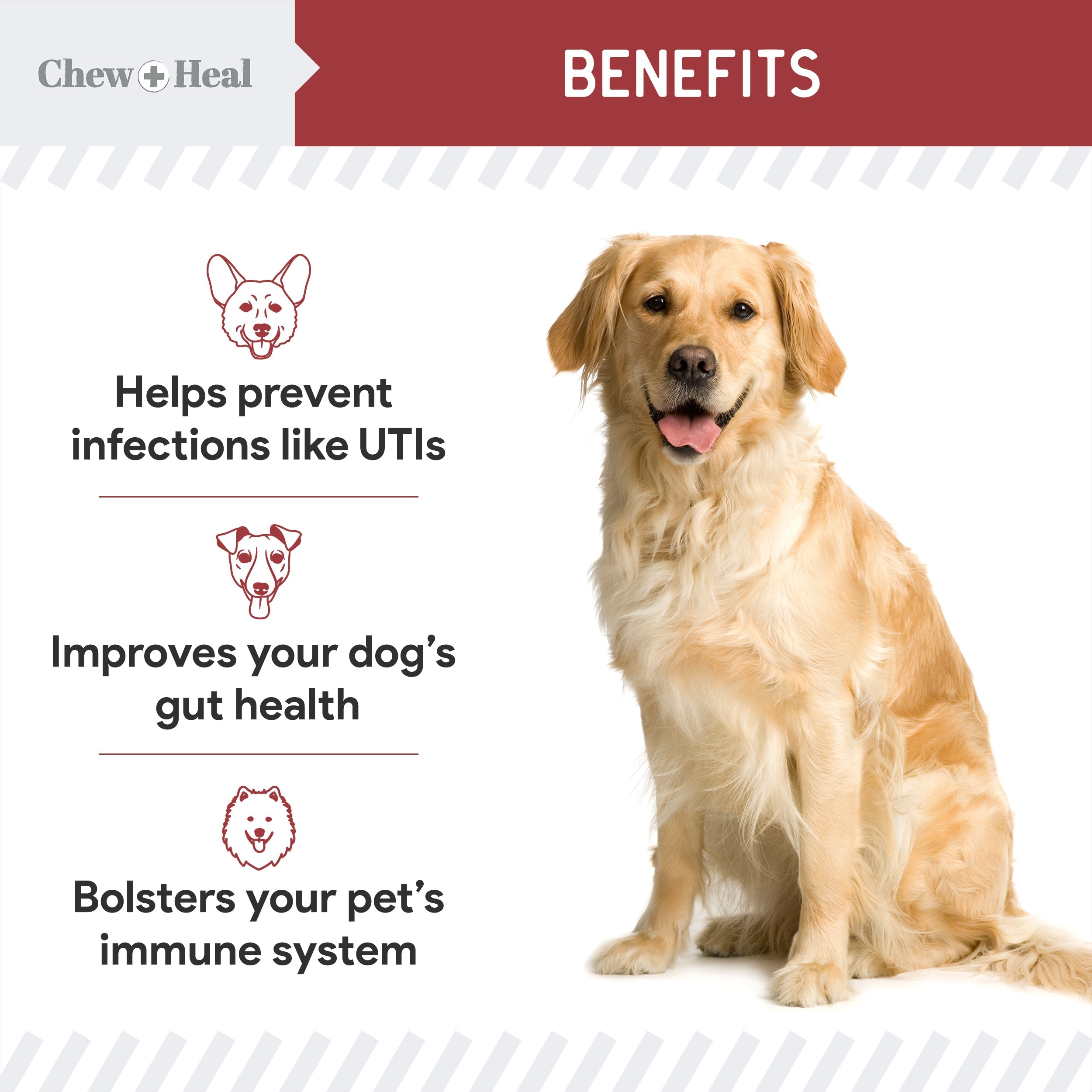 Cranberry Support Urinary Tract Supplement for Dogs