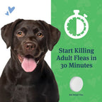 PetArmor CAPACTION Oral Flea Treatment for Dogs